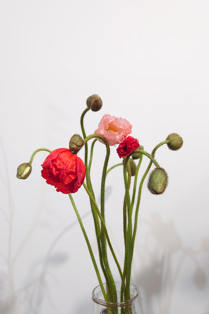 Poppy (5 Stems)