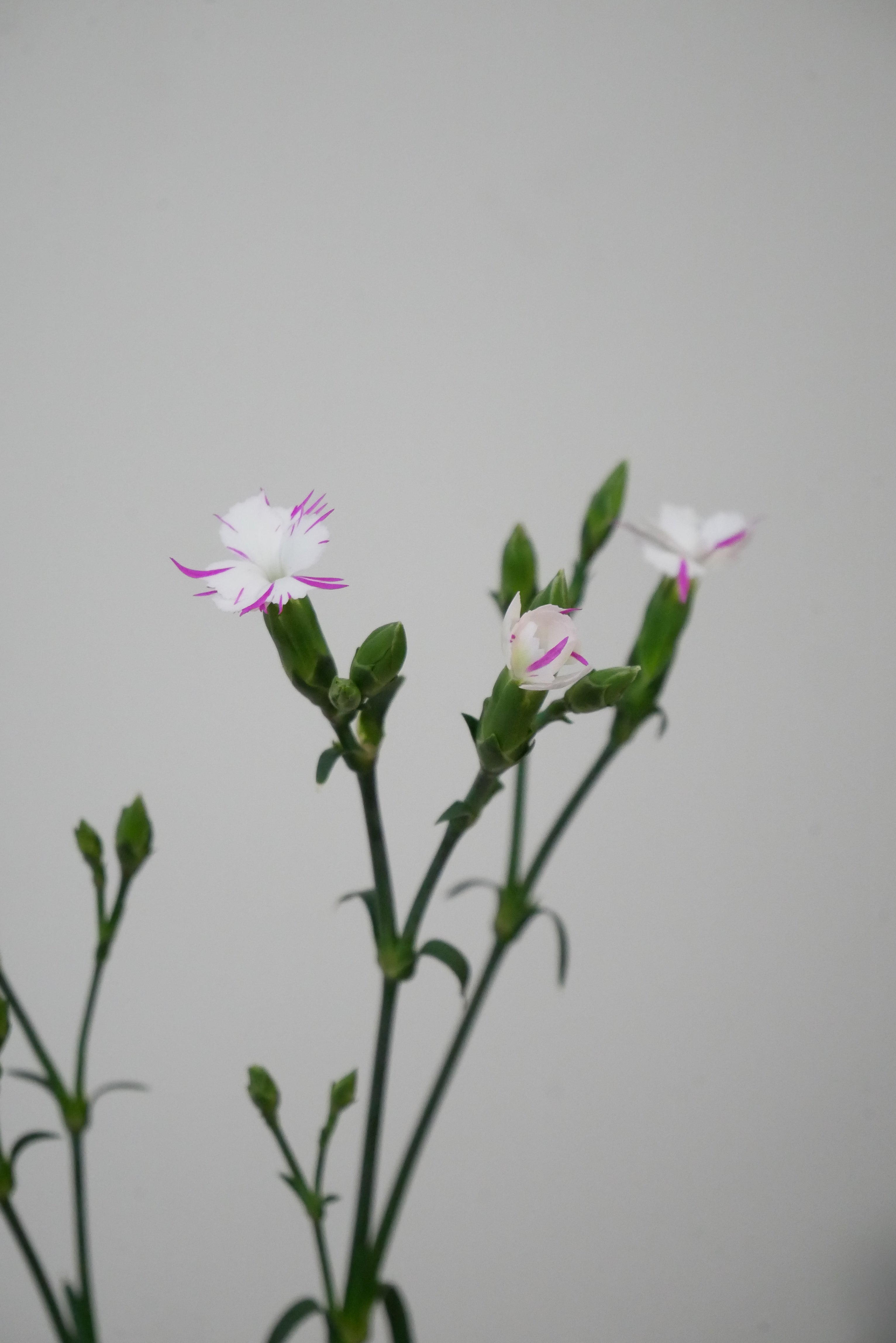 Dianthus 線香花火(Senko Hanabi) – Green Orbs