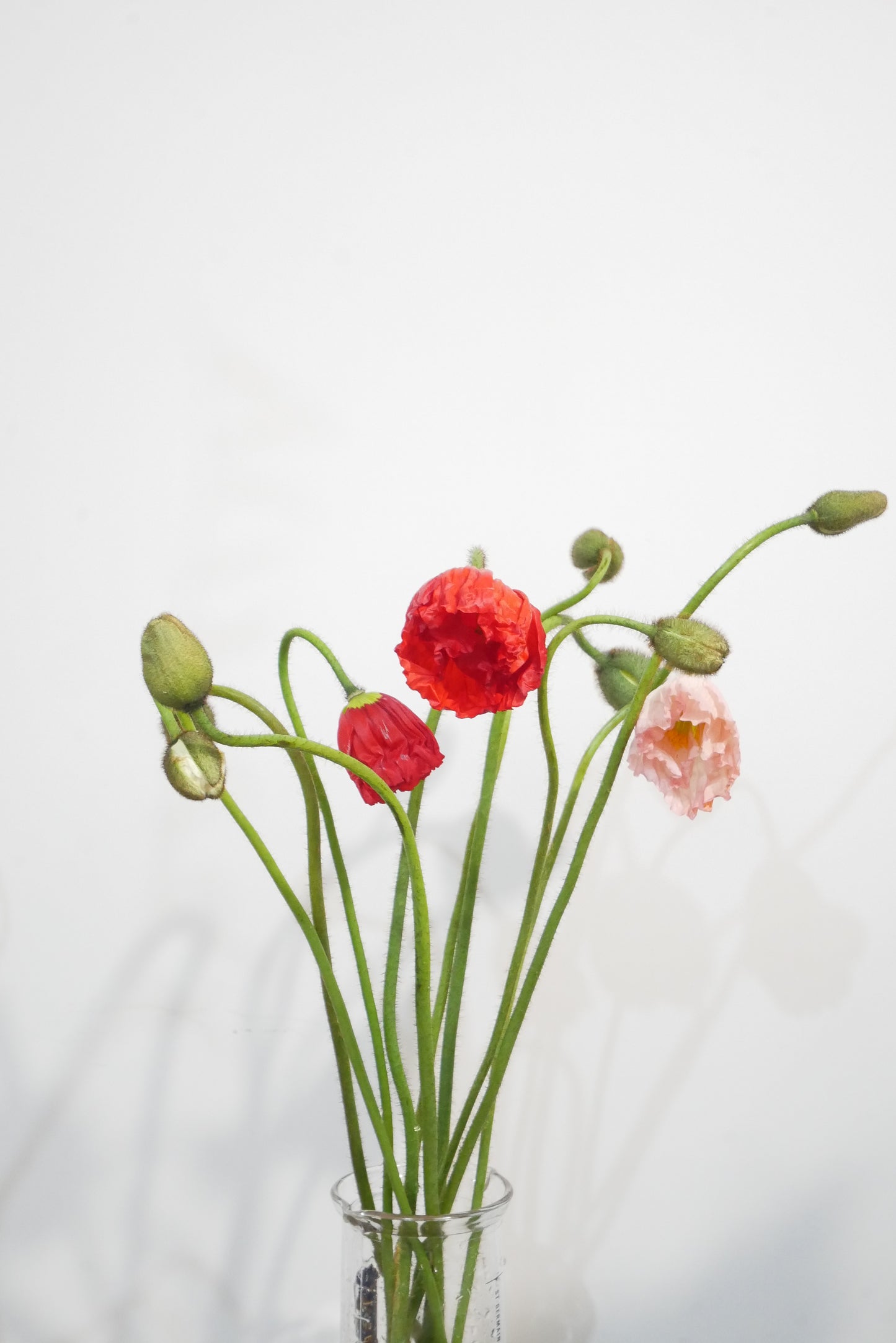 Poppy (5 Stems)