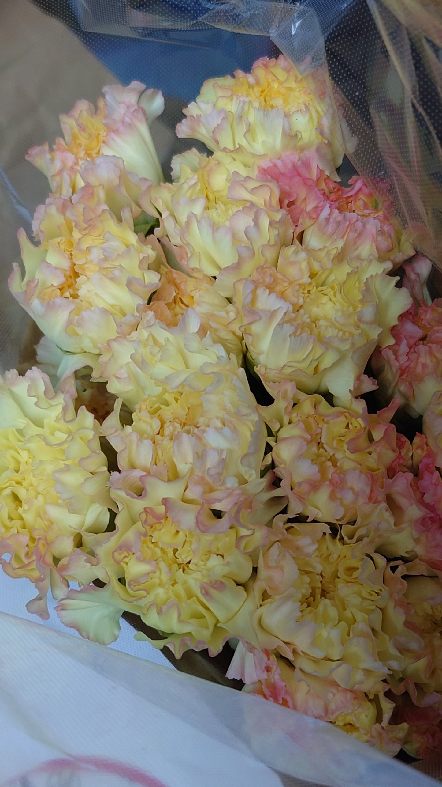 Carnation Aurora Orange (65cm)