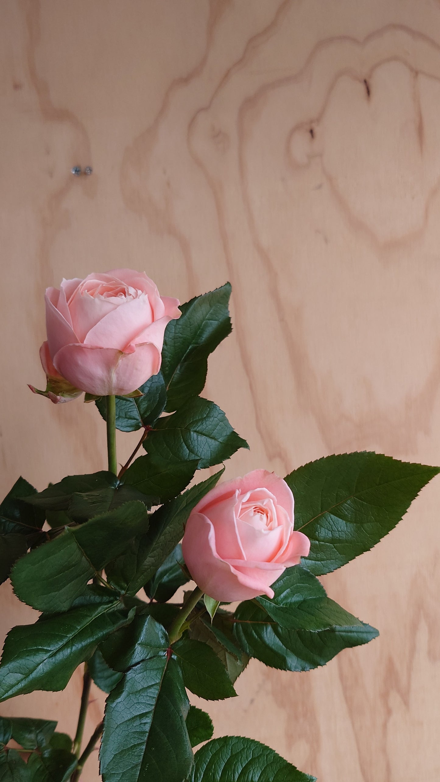 Lovely Foundation (50-60 cm)