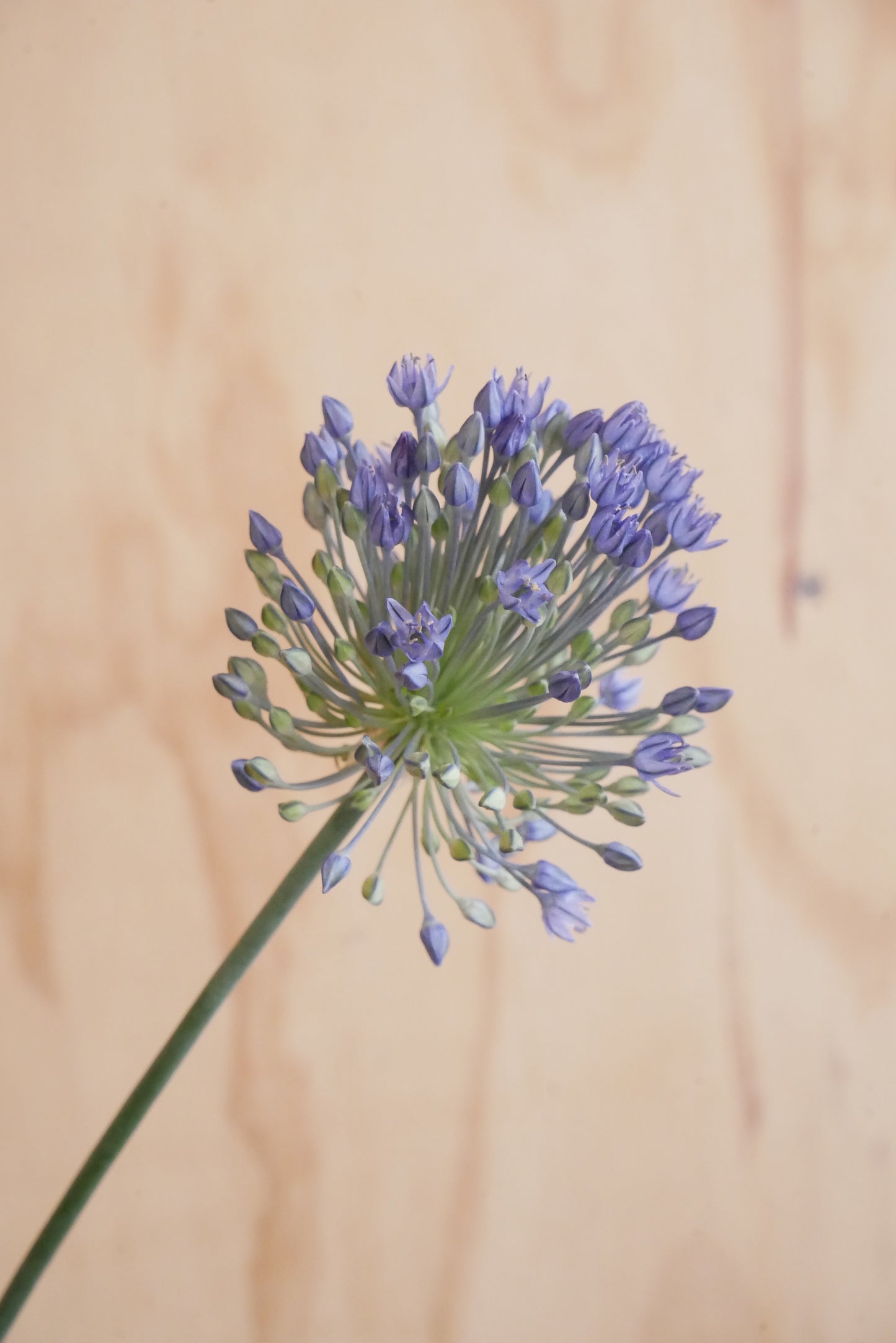 (Clearance Sales) Allium Blue Perfume (50cm)