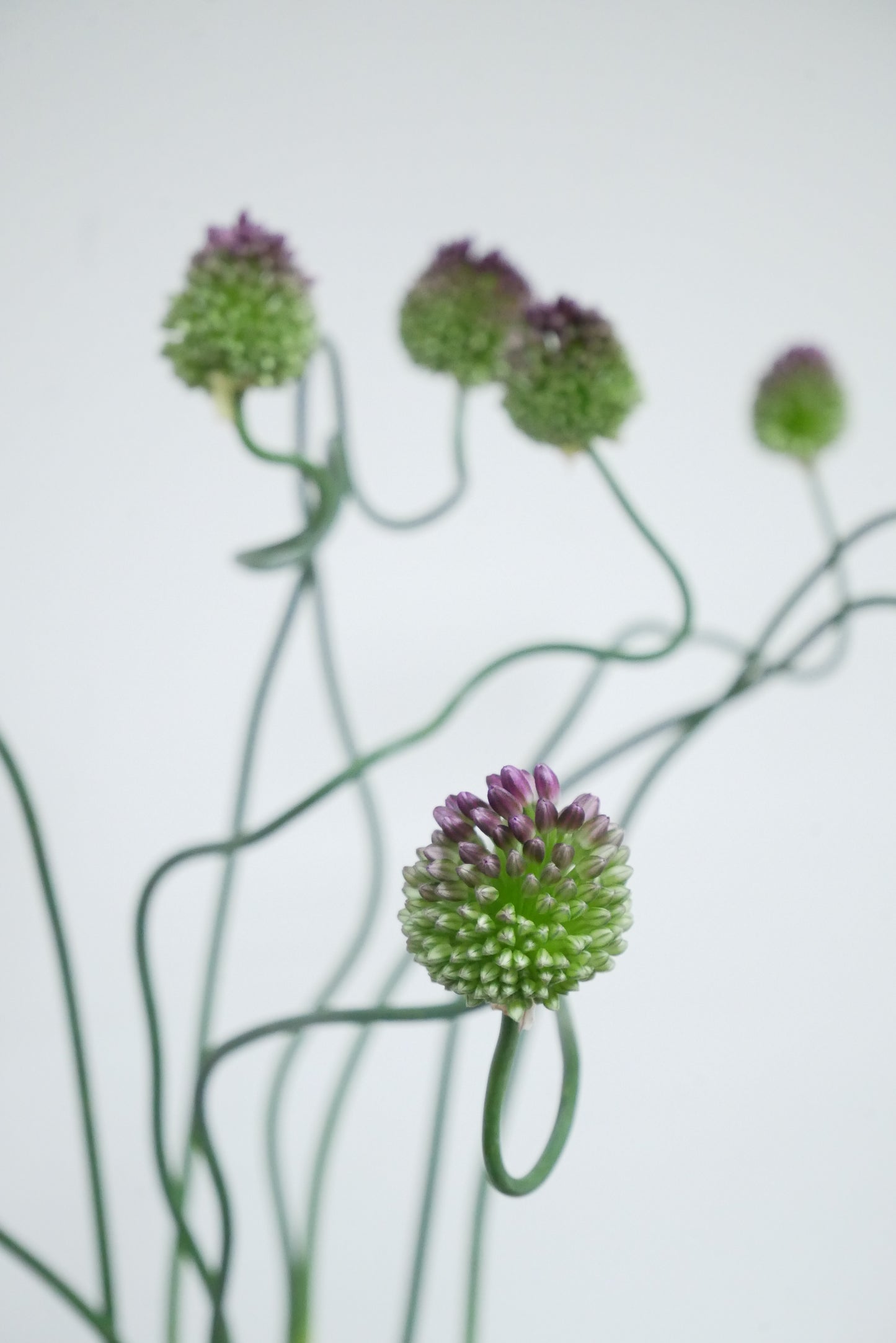 !! Anniversary Promo !! Allium Dancing Tancho (60cm)
