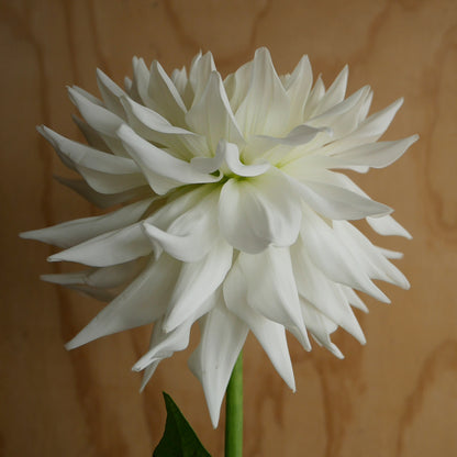 Dahlia 奇跡 Kiseki (60cm)