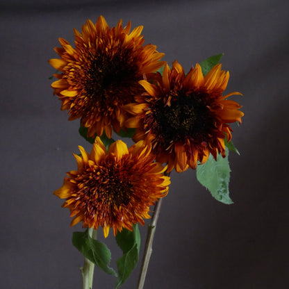 Helianthus Darjeeling