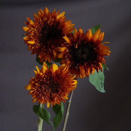 Helianthus Darjeeling
