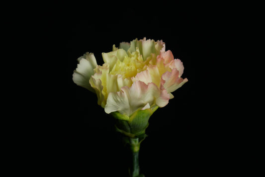 (Clearance Sale) Carnation Aurora Orange (65cm)