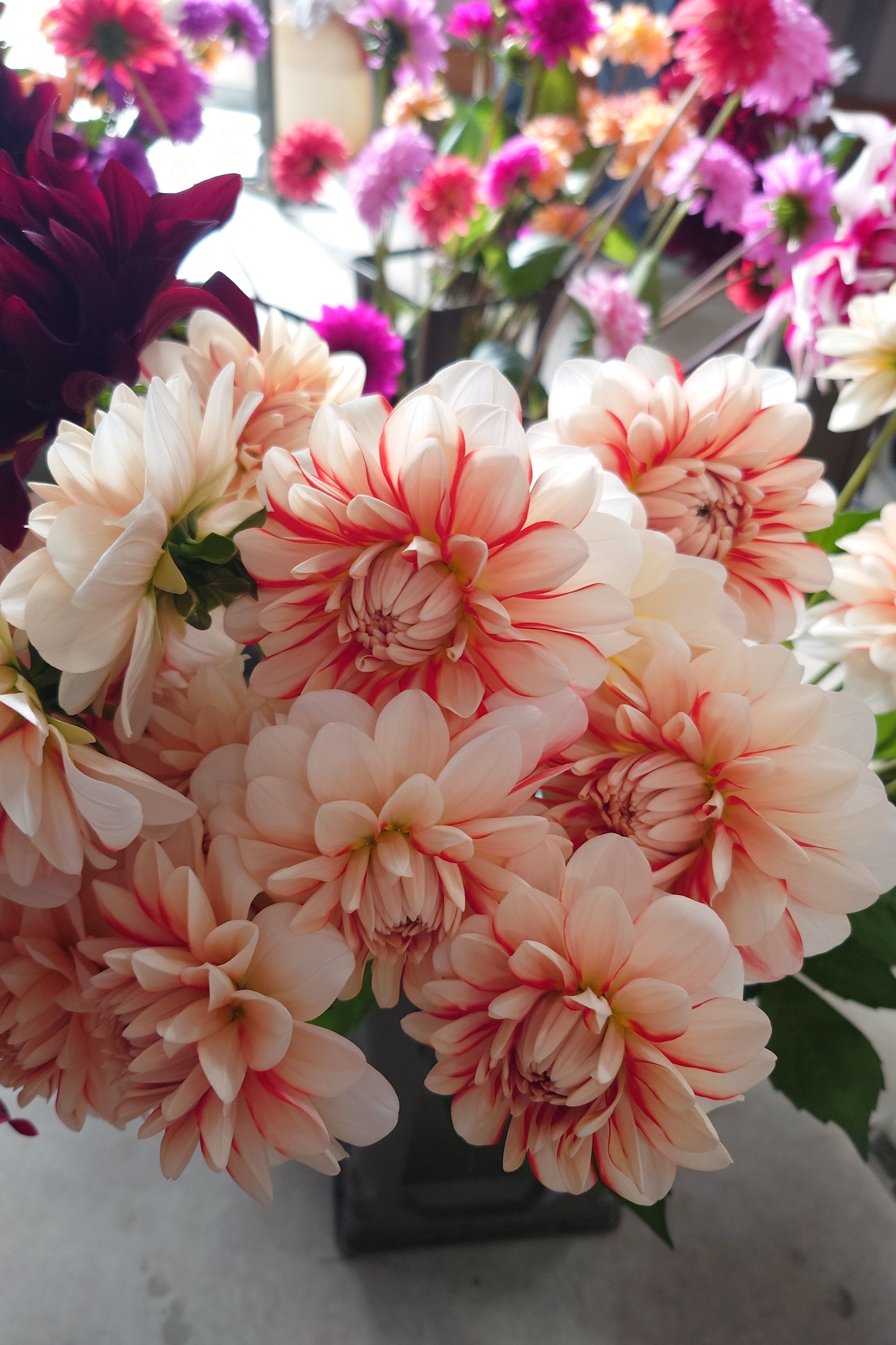 Dahlia Lulu (70cm)