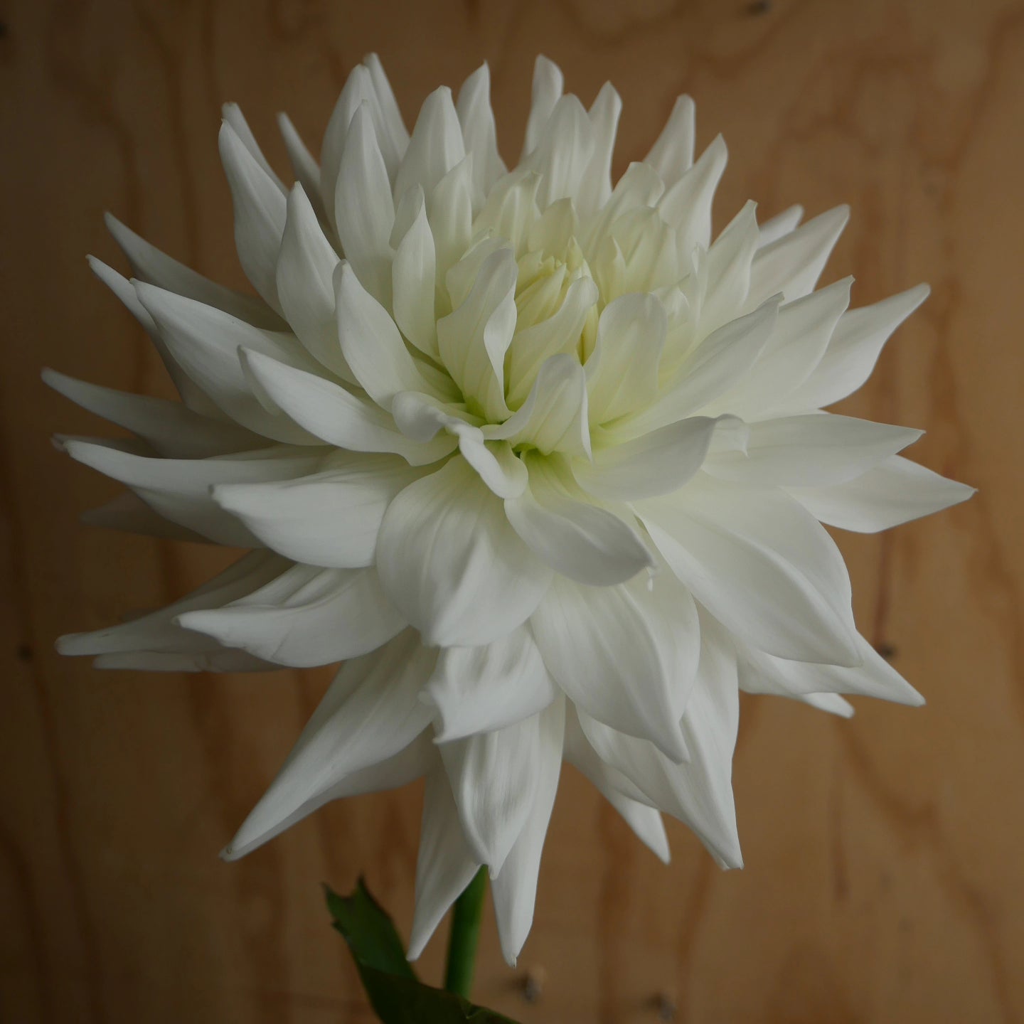 Dahlia 奇跡 Kiseki (60cm)