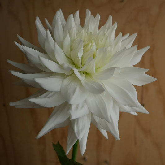 Dahlia 奇跡 Kiseki (60cm)