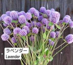 Gomphrena globosa (Tinted Lavender)