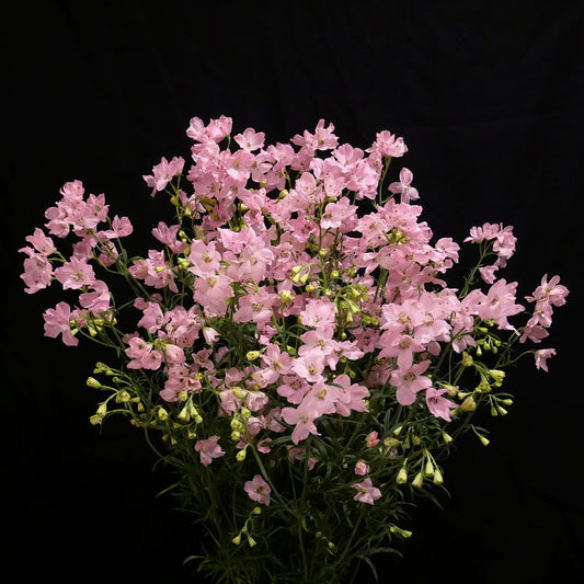 Delphinium Pink (Pre Order) MOQ:10