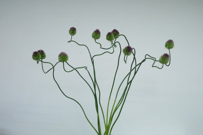 !! Anniversary Promo !! Allium Dancing Tancho (60cm)