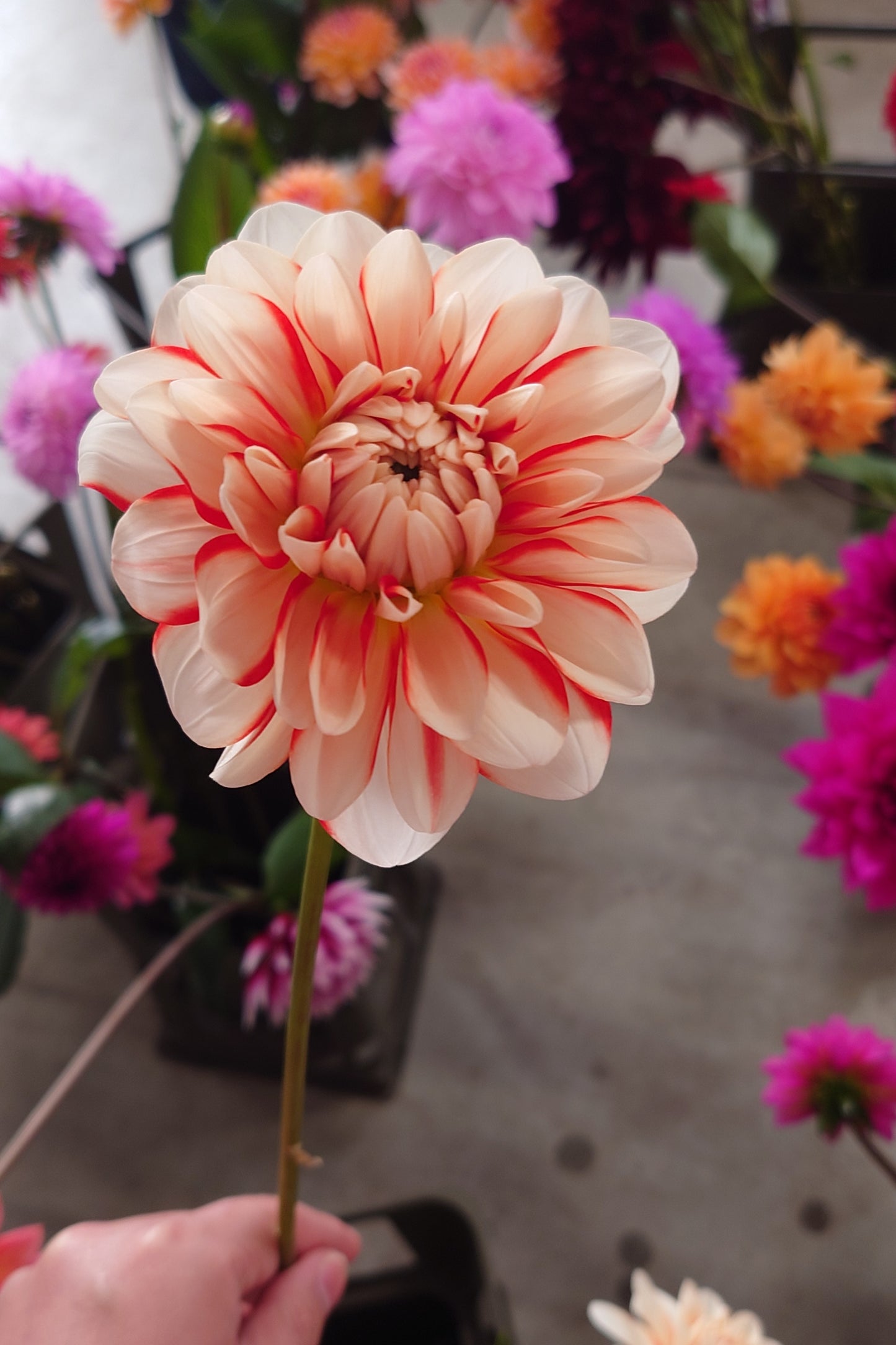 Dahlia Lulu (70cm)