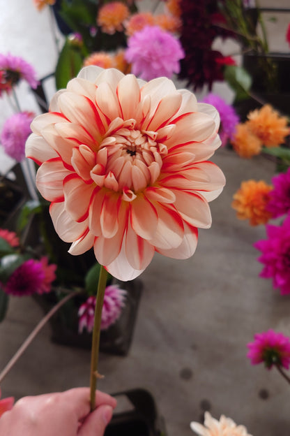 Dahlia Lulu (70cm)