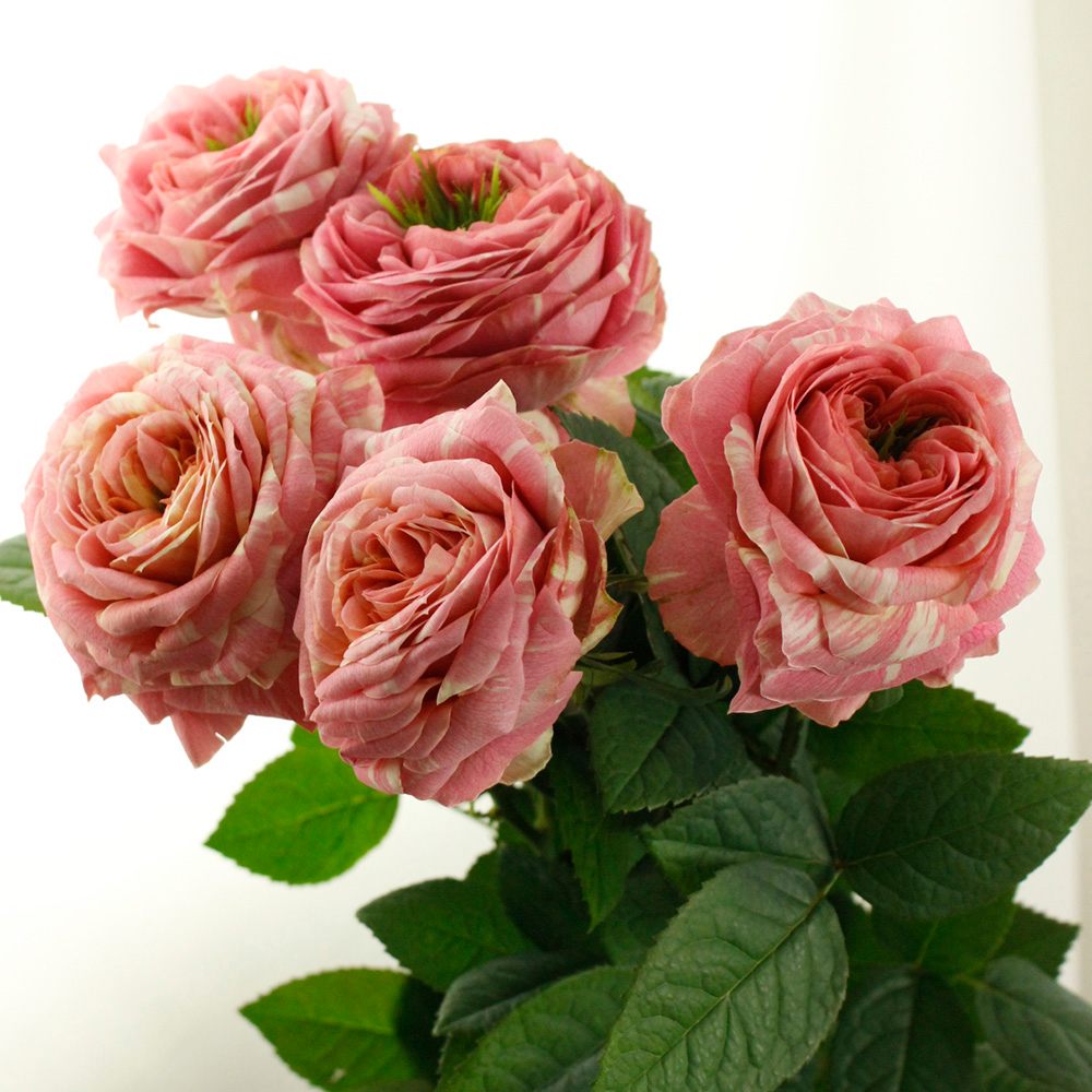 Pink Ranuncula (60cm)