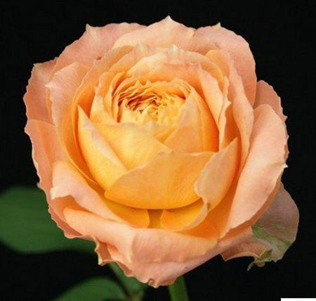 Orange Romantica (60cm)