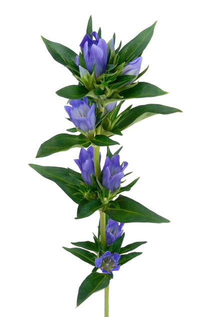 Gentiana 安代の秋空