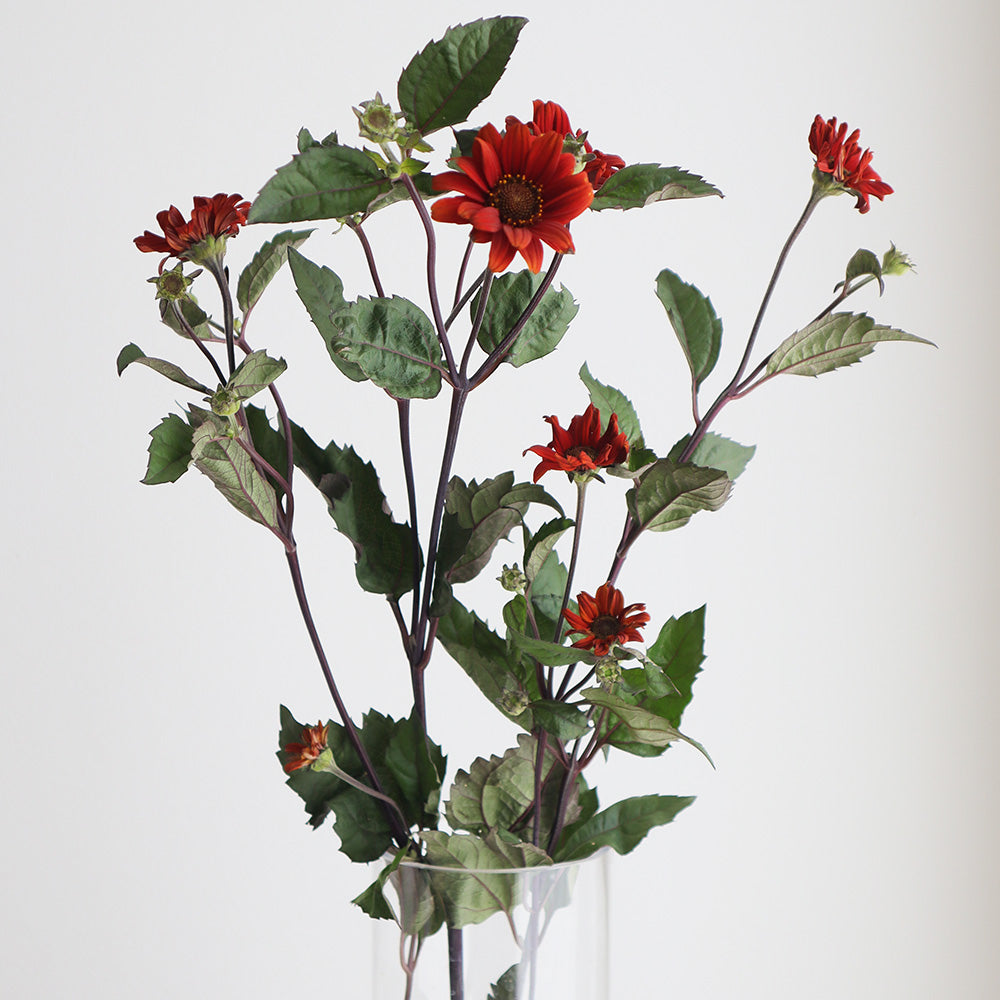 Helianthus Bleeding Hearts