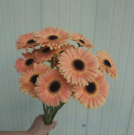 Gerbera Taka